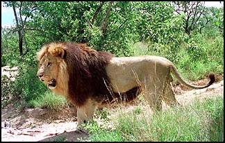 lion6.jpg